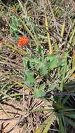 Image of Jatropha grossidentata Pax & K. Hoffm.