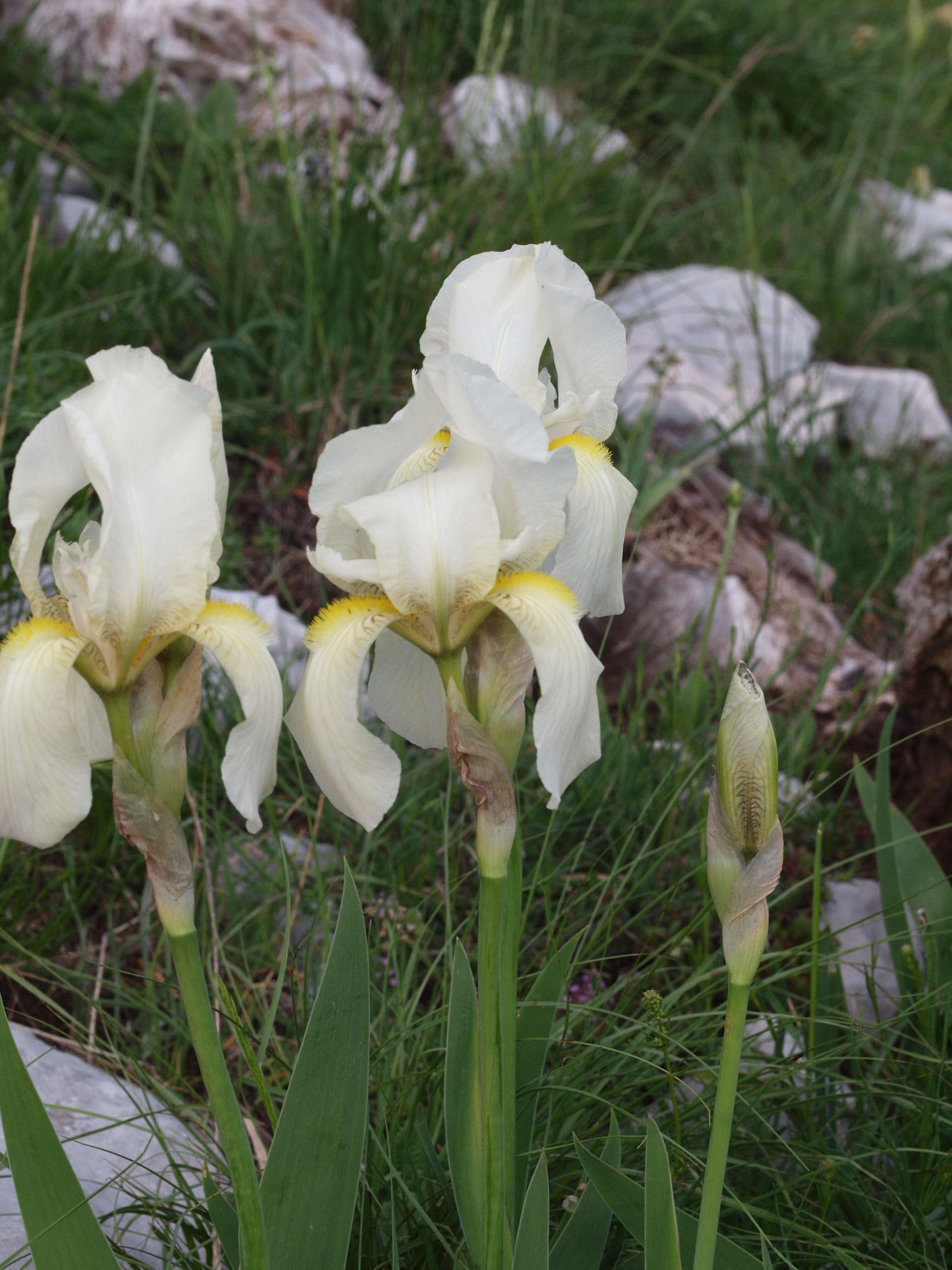 Image of Iris orjenii Bräuchler & Cikovac