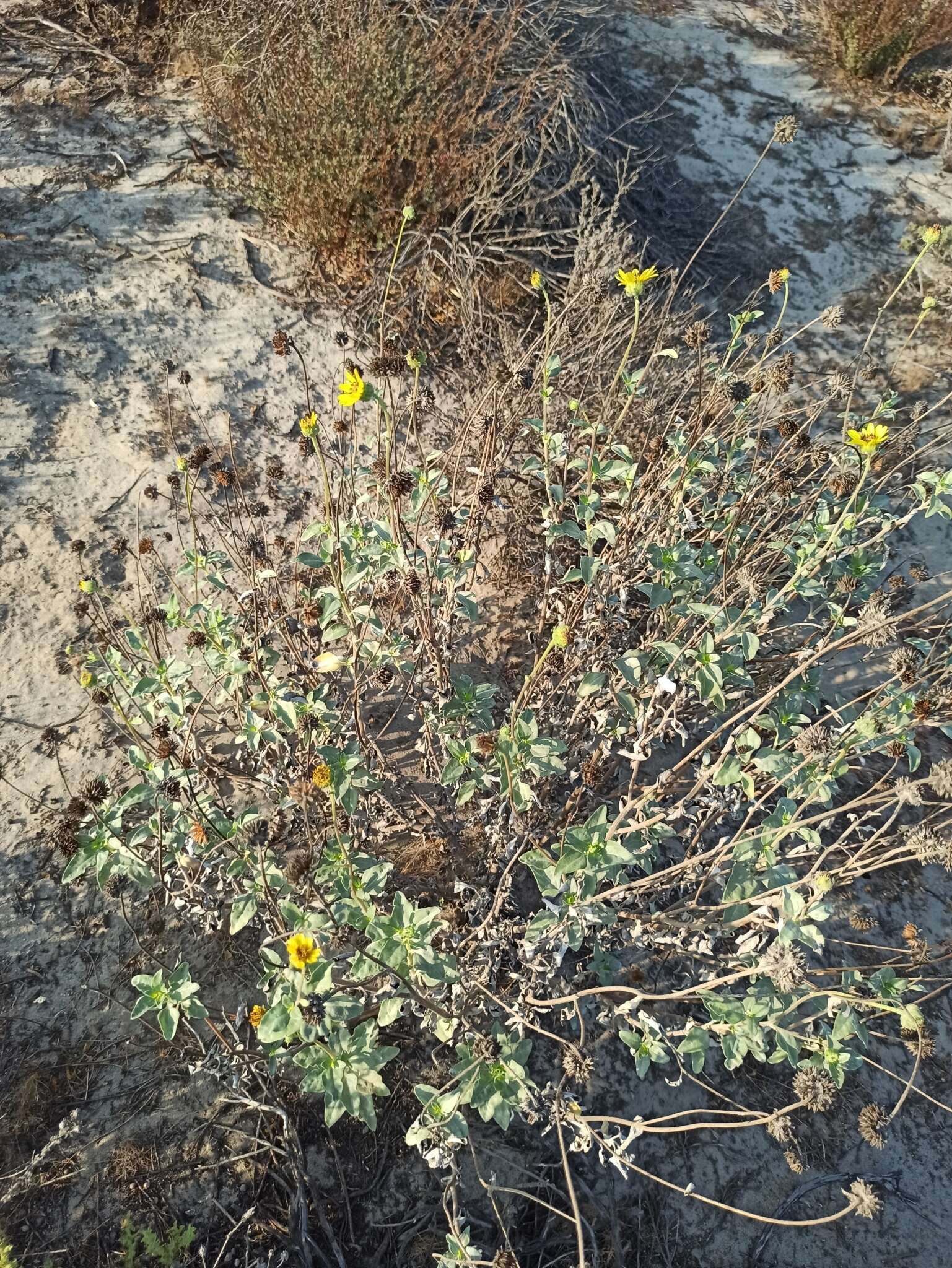 Слика од Helianthus niveus (Benth.) Brandeg.