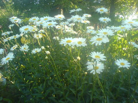 Image of Oxeye Daisy