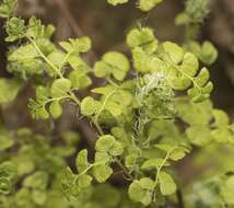 Adiantum excisum Kunze的圖片