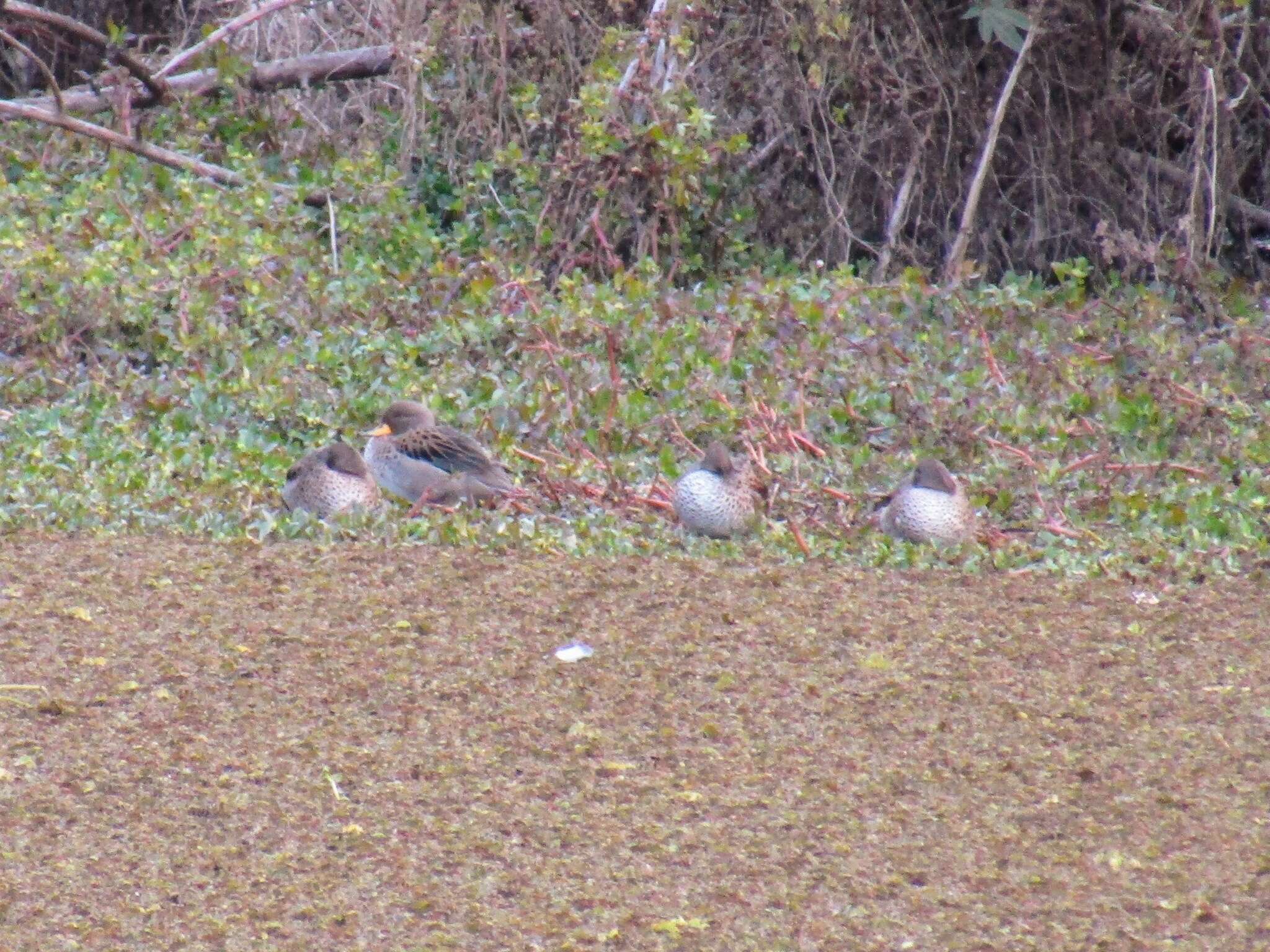 Image of Yellow-billed Teal