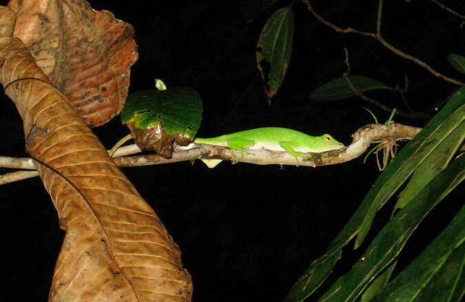 Anolis biporcatus (Wiegmann 1834)的圖片