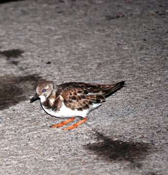 Image of Ruddy Turnstone