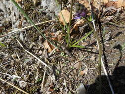 Image of autumn squill