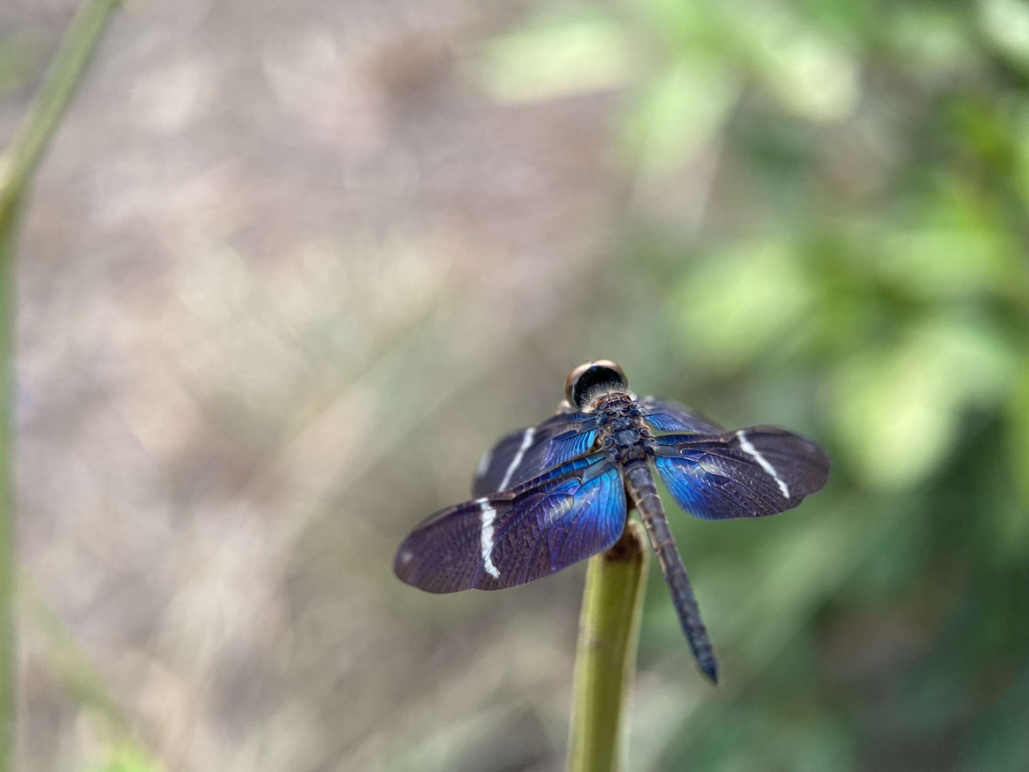 Zenithoptera Selys 1869 resmi