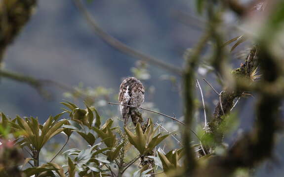 Image of Andean Potoo