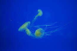 Image of Atlantic sea nettle