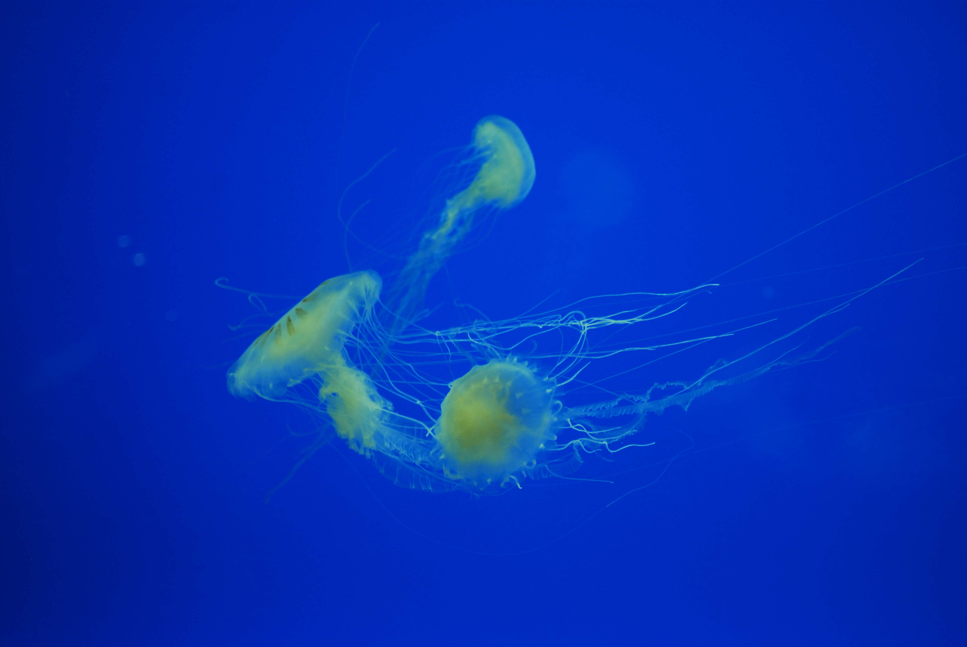 Image of Atlantic sea nettle