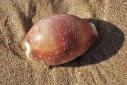 Image of Calf Cowrie