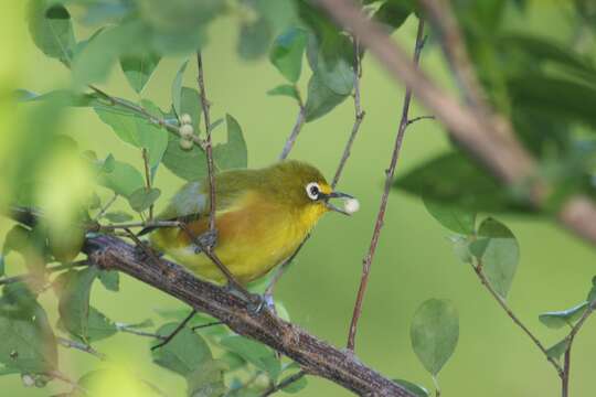 Image of Chestnut-sided White-eye