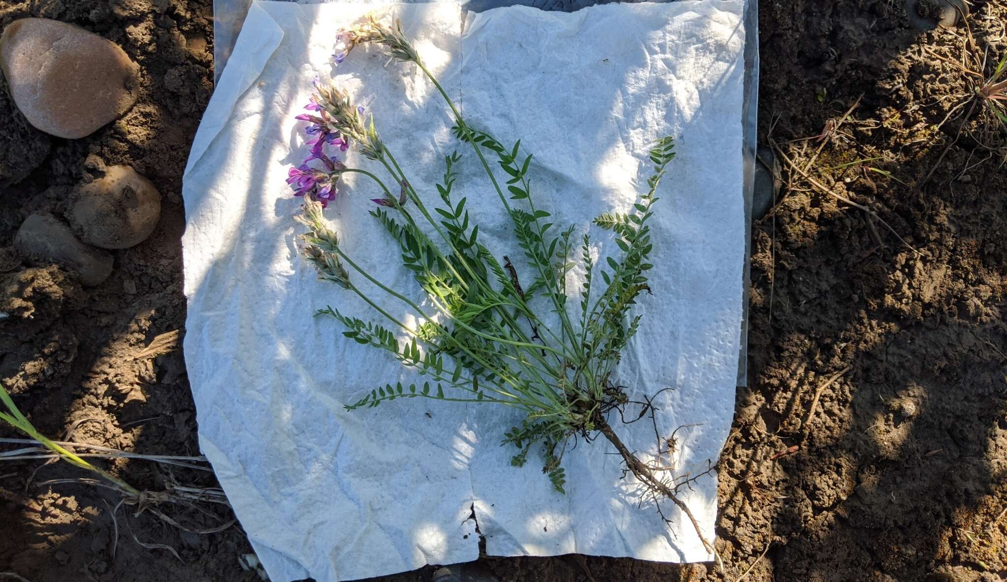 Image of <i>Oxytropis campestris</i> var. <i>davisii</i> S. L. Welsh