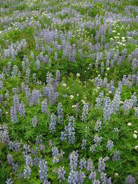 Image of arctic lupine