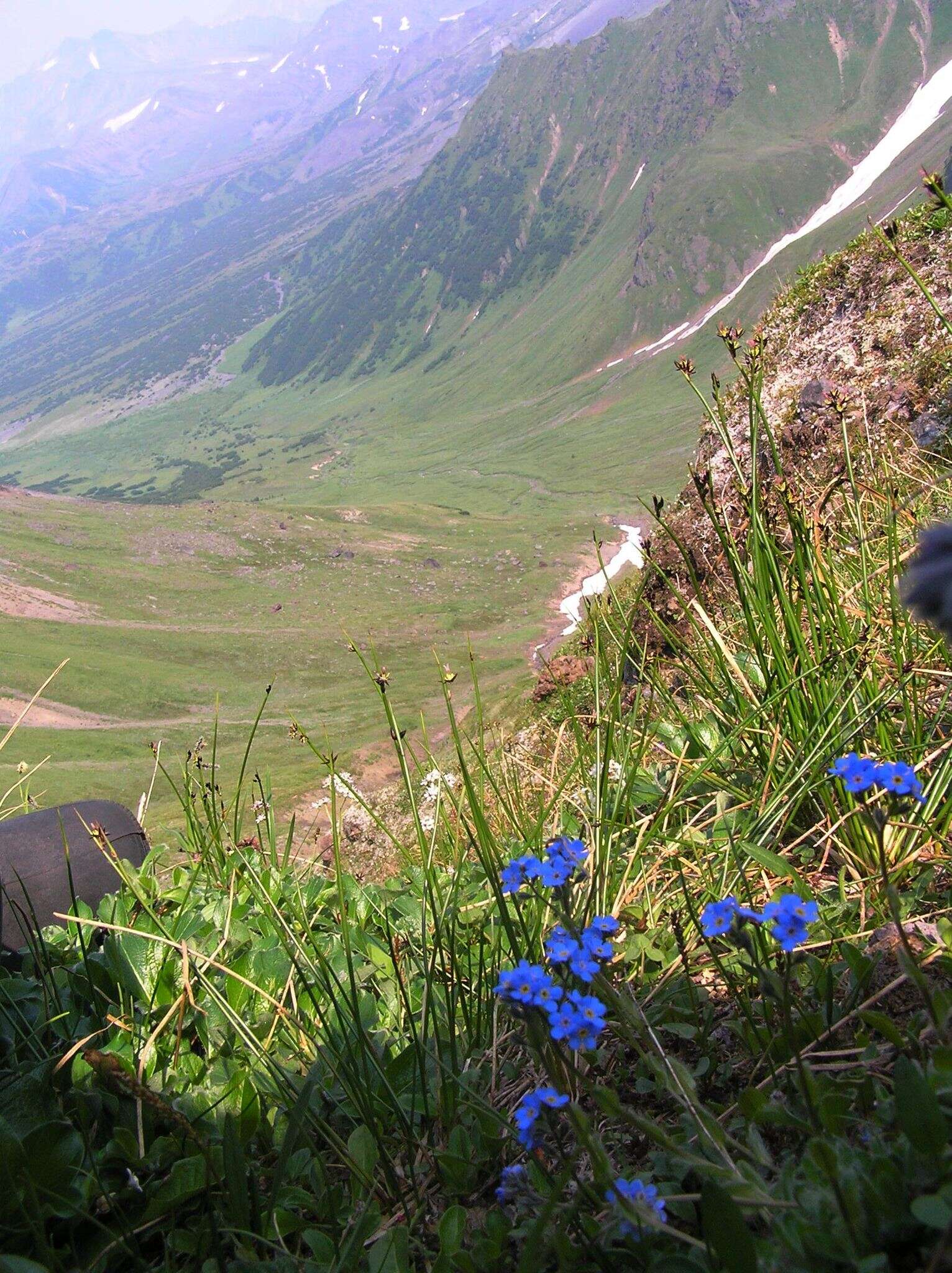 Image de Eritrichium villosum (Ledeb.) Bunge