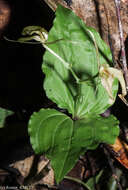 Image of Liparis longicaulis Ridl.