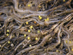Image of Yellow potato cyst nematode