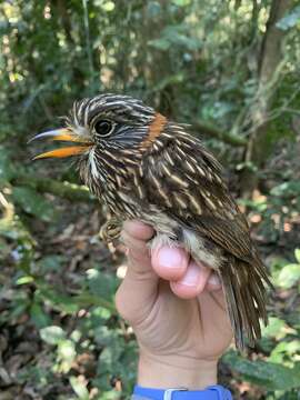 Image of Semicollared Puffbird