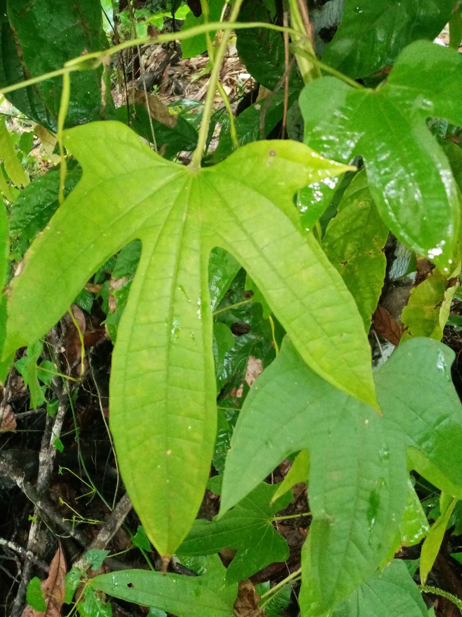 Image of Indian yam