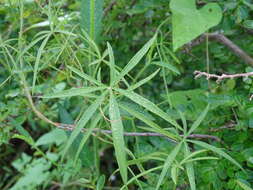 Image de Ipomoea sororia D. F. Austin & J. L. Tapia