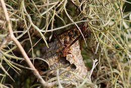 Image of Polistes bahamensis Bequard & Salt 1931