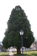 Image of Cupressus × leylandii