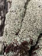 Image of pore lichen