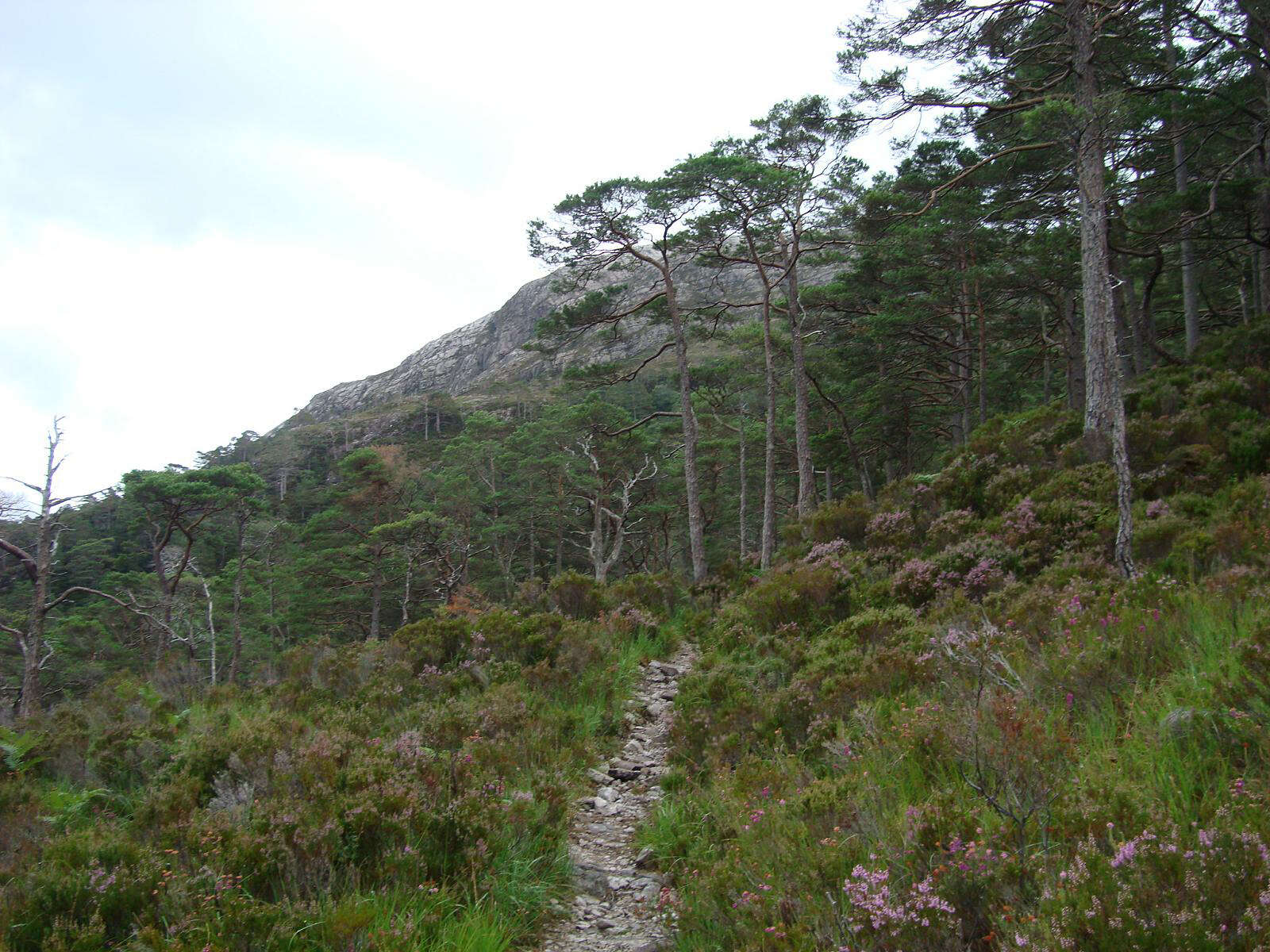 Image of Scotch Pine