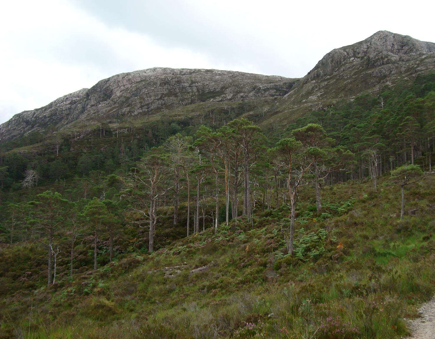 Image of Scotch Pine