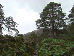 Image of Scotch Pine