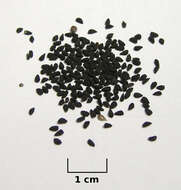 Image of black cumin