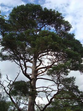 Image of Scotch Pine