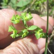 Слика од Euphorbia tetrapora Engelm.