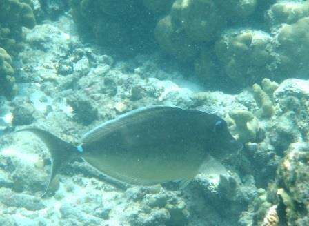 Image of Humpback Unicornfish