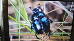 Image of Trypocopris vernalis (Linnaeus 1758)