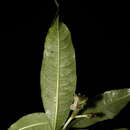 Image of Palicourea hazenii subsp. centroamericana