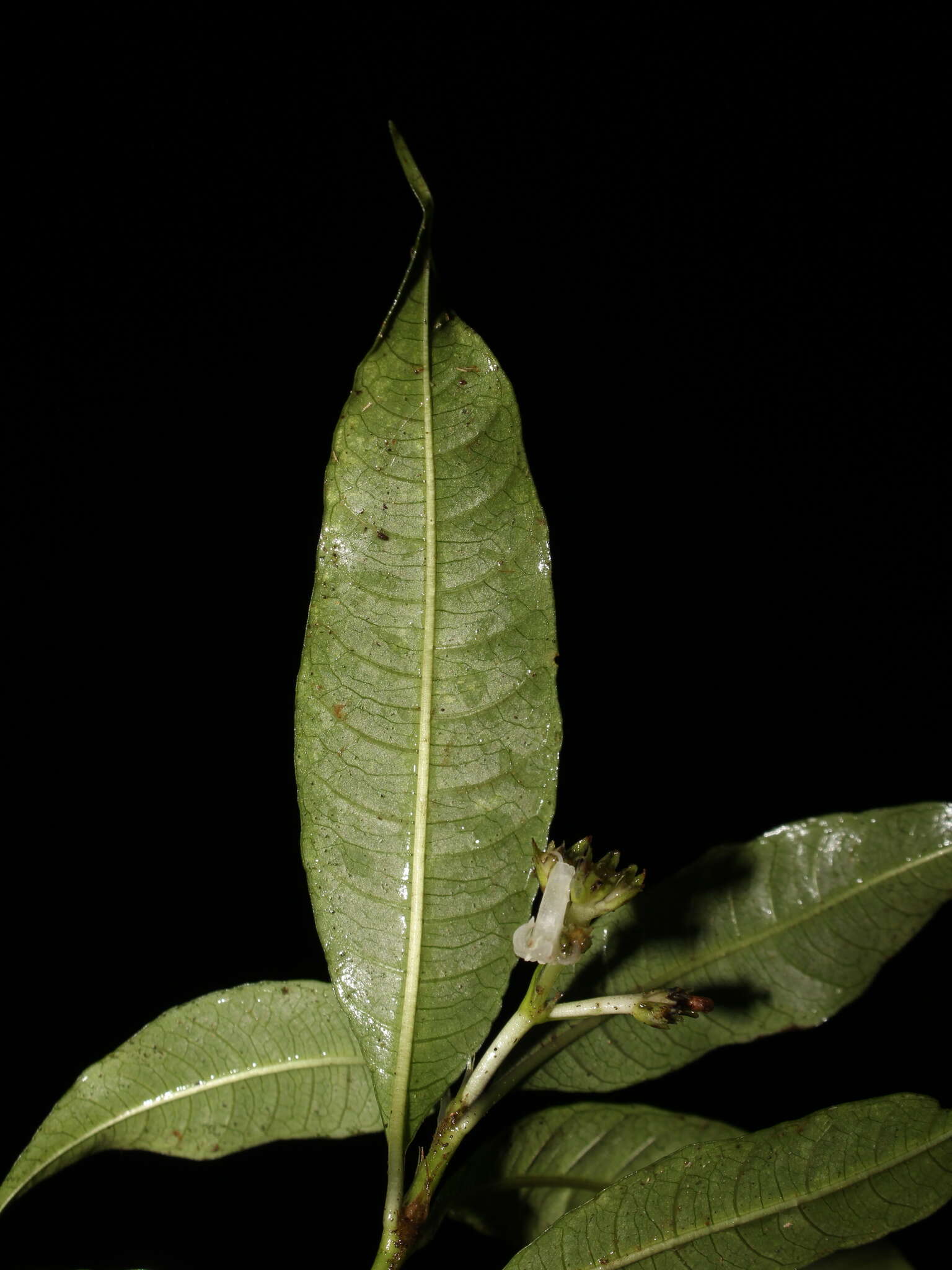 Image of Palicourea hazenii subsp. centroamericana