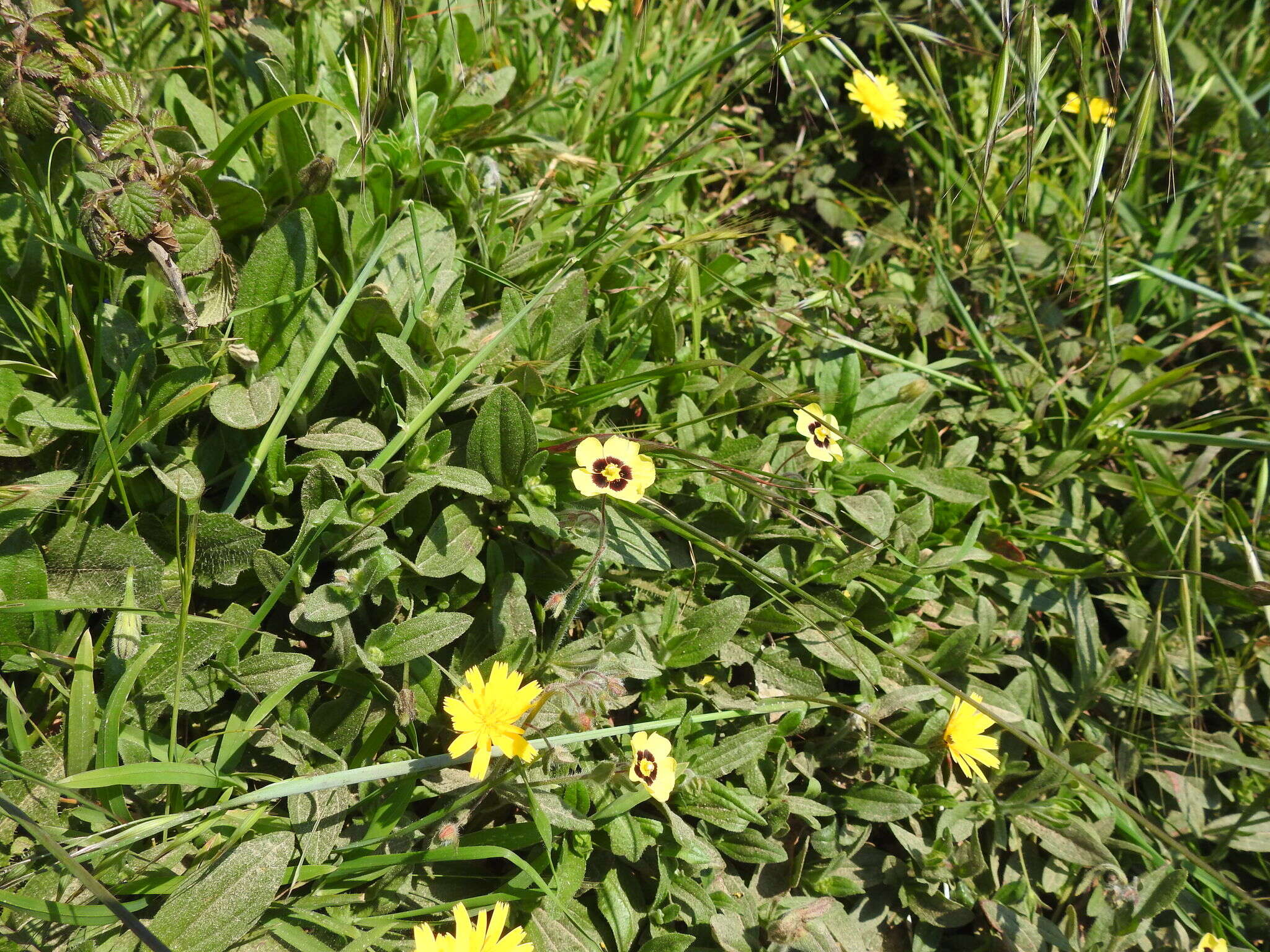 Tuberaria resmi