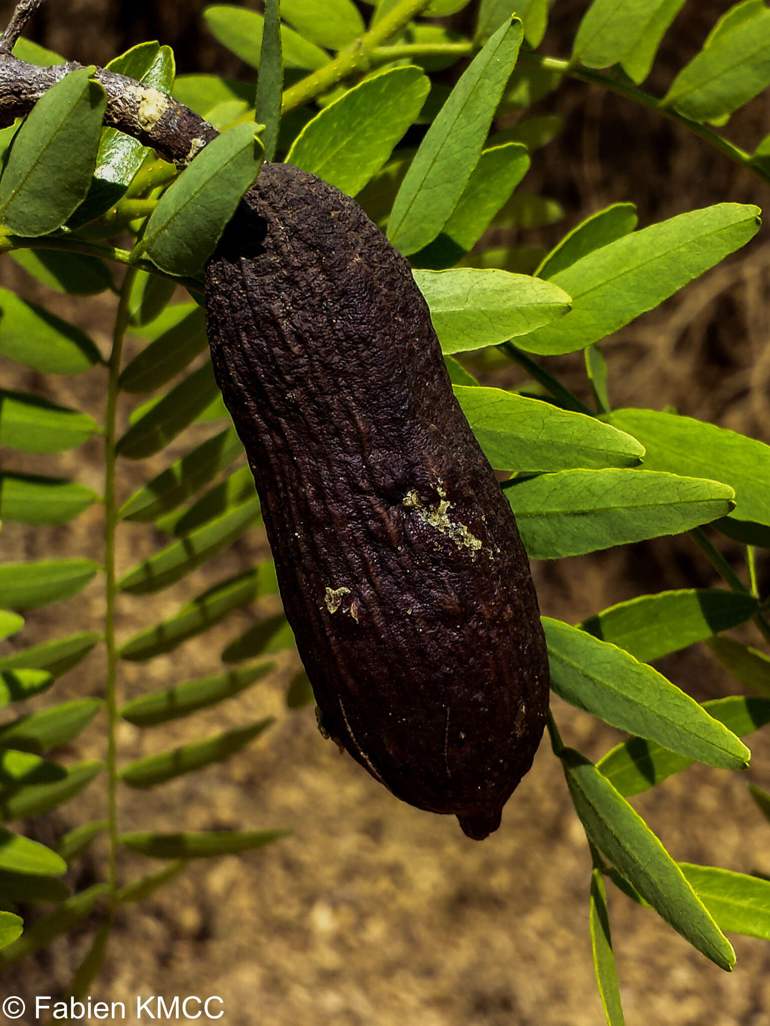 Image of Dupuya madagascariensis