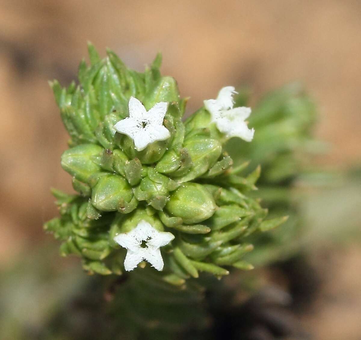 Image of Thesium sonderianum Schlechter