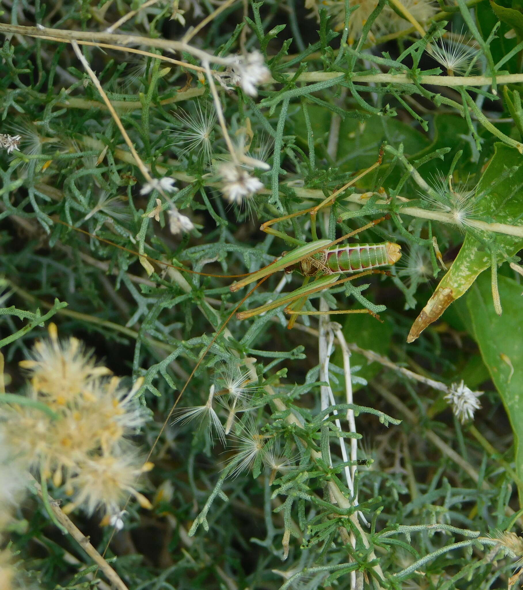 Image of Common Short-winged Katydid