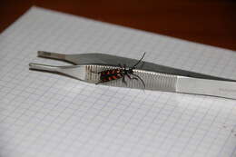 Image of Leptura aurulenta Fabricius 1793