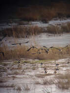 Image of Lapwing