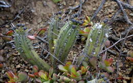 Слика од Euphorbia nesemannii R. A. Dyer