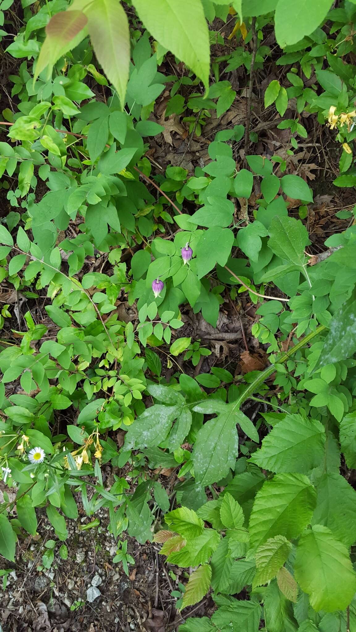 Imagem de Clematis versicolor Small