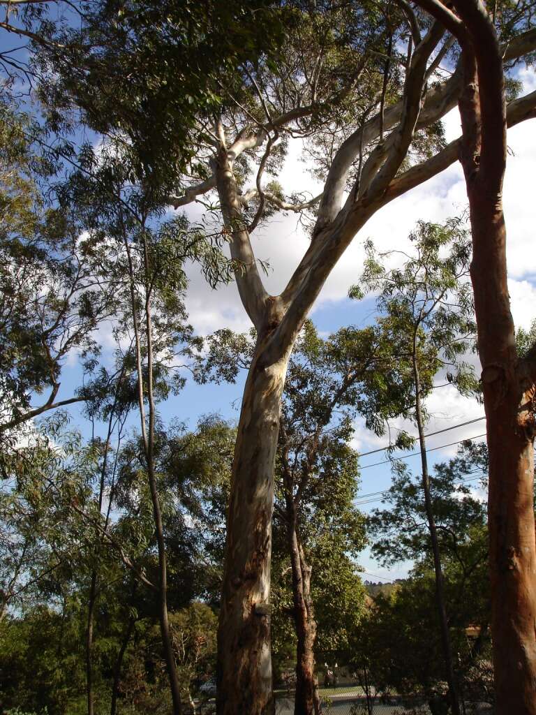 Image of white ironbark