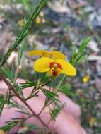 Image of Dillwynia tenuifolia DC.