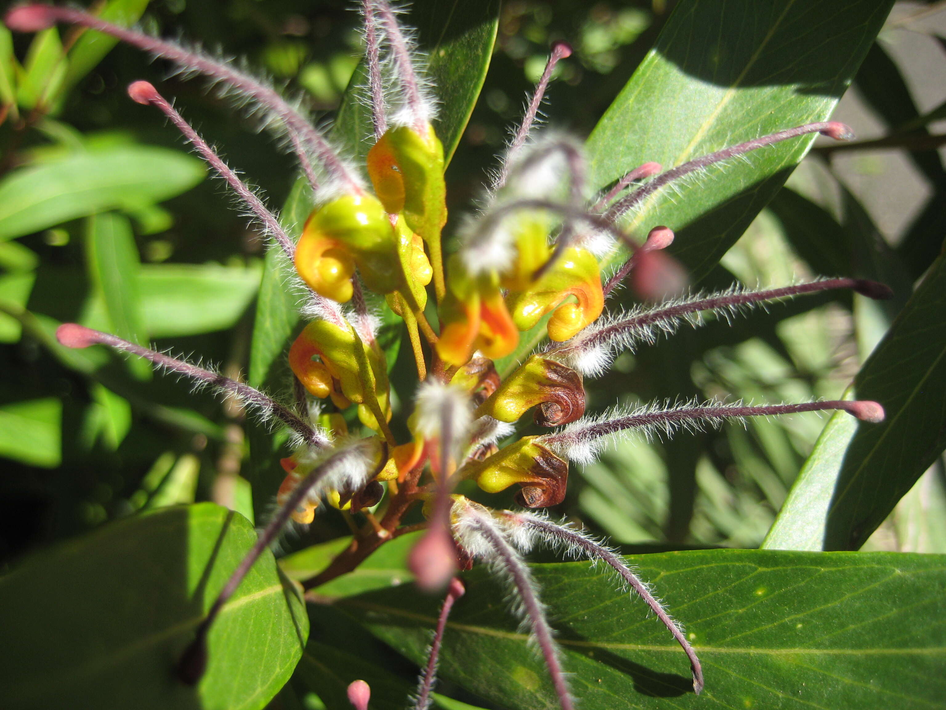 Image of Grevillea venusta R. Br.