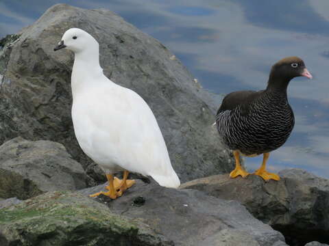 Image of Kelp Goose