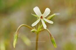 Image of Pelargonium elongatum (Cav.) Steud.