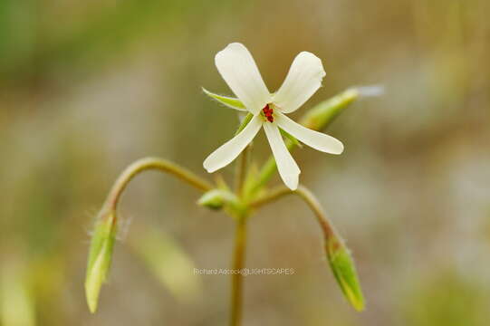 Image of Pelargonium elongatum (Cav.) Steud.